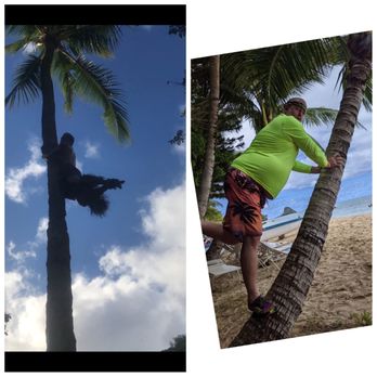 Toa Luau - Hey Cousin Junior, I think I'm ready to join your tree climbing performance. Ya? - Cultural Center Near Me - Haleiwa, Hawaii Toa Luau - Hey Cousin Junior, I think I'm ready to join your tree climbing performance. Ya? - Cultural Center Near Me - Haleiwa, Hawaii