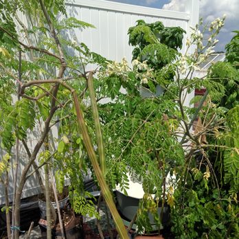 Cultivate the City - Hydroponics Near Me Cultivate the City - Hydroponics Near Me
