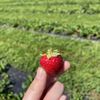 Allenbrooke Farms gift card