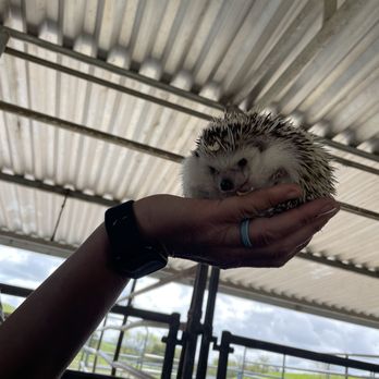 American Made Farm Sanctuary - Hedgehog - Petting Zoos Near Me - Petaluma, California