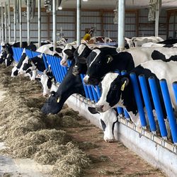 Pleasant Lane Farms - Happy cows