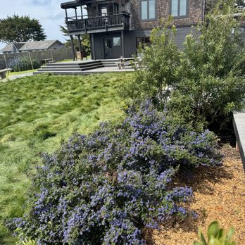 Elliott Land Management - "No Mow" Lawn and Ceanothus - Landscaping Near Me Elliott Land Management - "No Mow" Lawn and Ceanothus - Landscaping Near Me