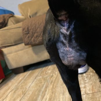 The Paw Spa - Pet Groomers Near Me - Bakersfield, California