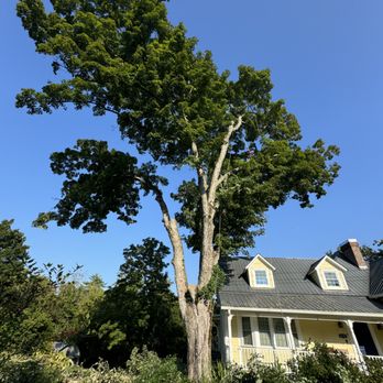 Tolbert's Tree Service - Tree Services Near Me Tolbert's Tree Service - Tree Services Near Me