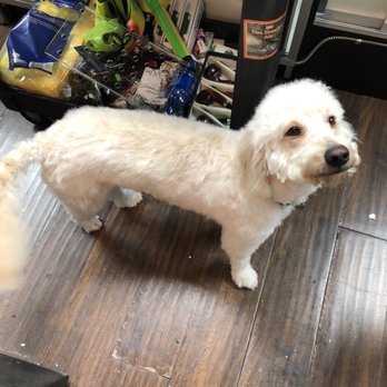 Happy Tails Pet Spa - After his cut - Pet Groomers Near Me - Fontana, California Happy Tails Pet Spa - After his cut - Pet Groomers Near Me - Fontana, California