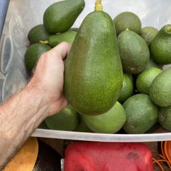 Morning Glory Farms - 7 varieties of avocados that ripen throughout the year