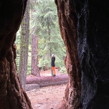 Trail of 100 Giants - @trail of 100 giants you can enter the Heart of a Sequía Tree - Hiking Near Me - Springville, California Trail of 100 Giants - @trail of 100 giants you can enter the Heart of a Sequía Tree - Hiking Near Me - Springville, California