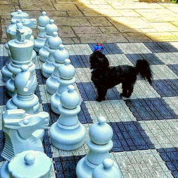 The Cheshire - Chess set on the patio of the Cheshire and our dog - Big Daddy. - Hotels Near Me - St. Louis, Missouri