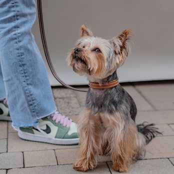 Petnah - Lux Leather Leash and Collar - Pet Stores Near Me - San Diego, California Petnah - Lux Leather Leash and Collar - Pet Stores Near Me - San Diego, California