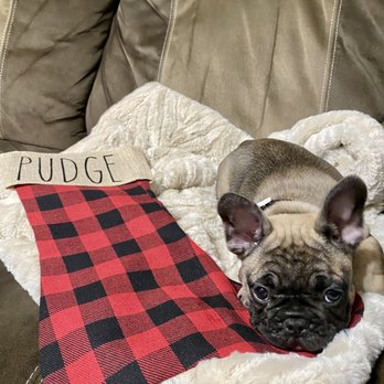 DanShi's Bullies - Pudge - Pet Breeders Near Me - Sunrise, Florida DanShi's Bullies - Pudge - Pet Breeders Near Me - Sunrise, Florida