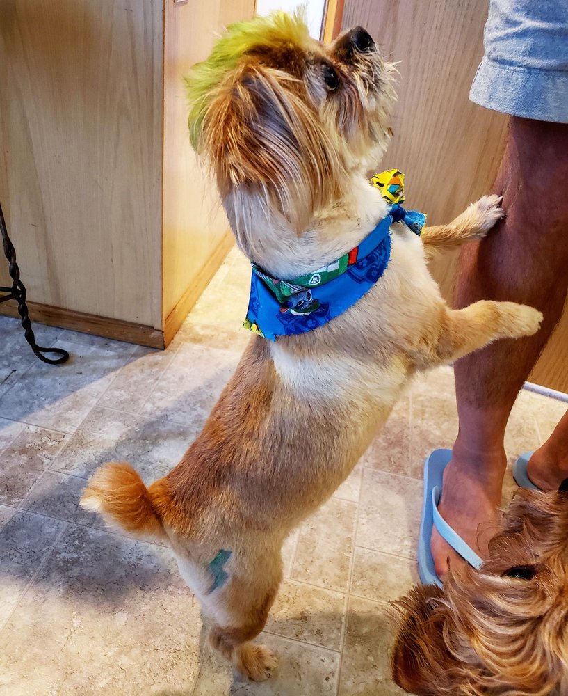 GROOMING ANGEL PET SALON 61 Photos & 78 Reviews Pet Groomers