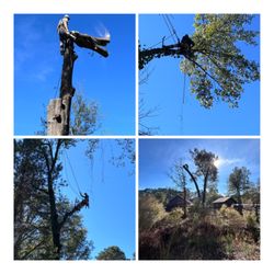 Seven Devils Tree Worx