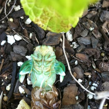 Jordan Lake - Cicada hatching - Parks Near Me - Apex, North Carolina