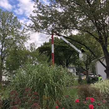 Moreno Tree Care - Tree Services Near Me