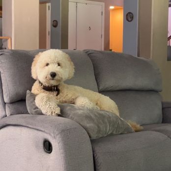 Paws R Us - Remington looking good as he chills - Pet Groomers Near Me - Fresno, California Paws R Us - Remington looking good as he chills - Pet Groomers Near Me - Fresno, California
