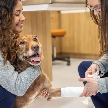 All Ears Veterinary - Veterinarians Near Me - Brooklyn, New York All Ears Veterinary - Veterinarians Near Me - Brooklyn, New York