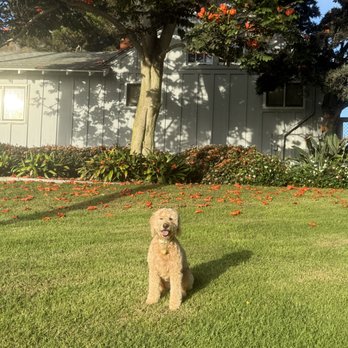 Posh Pets Grooming - Canella Rose - Pet Groomers Near Me - Encinitas, California