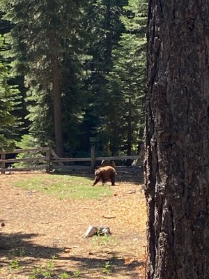 William Kent Campground by null