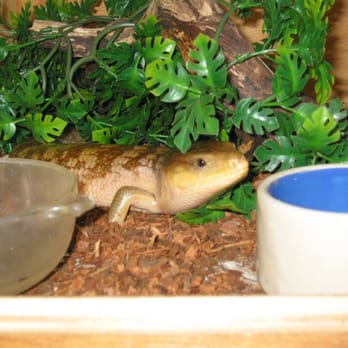 East Bay Vivarium - Tanimbar Blue Tongue Skink - Reptile Shops Near Me - Berkeley, California East Bay Vivarium - Tanimbar Blue Tongue Skink - Reptile Shops Near Me - Berkeley, California