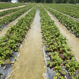 rows of strawberries in a field rows of strawberries in a field