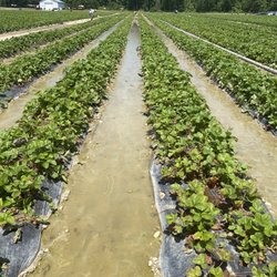 Shlagel Farms