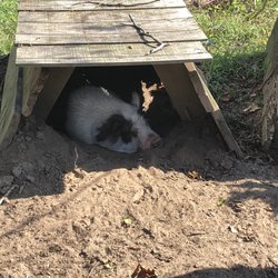 Hiddenite Family Campground - Here piggy piggy