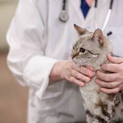 Affton Veterinary Clinic