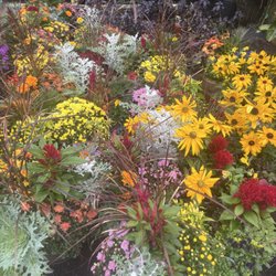 Michael's Garden Gate Nursery - Beautiful mixed fall planters