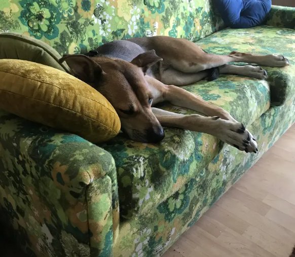 TAILS AND TRAILS PET SITTING Request Information Prineville, Oregon