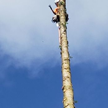 Westside Tree Care - Tree Services Near Me Westside Tree Care - Tree Services Near Me