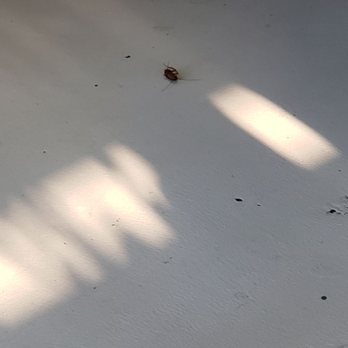 Asada Grill - Roach on the floor - Mexican Near Me - Bakersfield, California Asada Grill - Roach on the floor - Mexican Near Me - Bakersfield, California