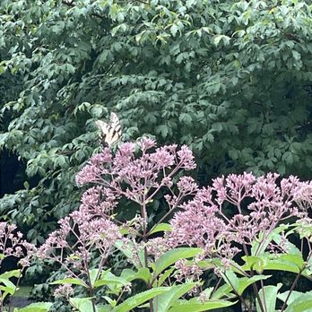 Ladew Topiary Gardens - Parks Near Me - Monkton, Maryland