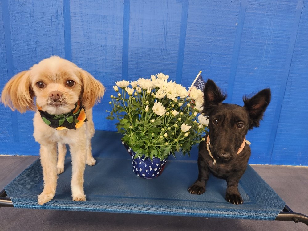 MAJOR LEAGUE KENNELS GRAND ISLAND, Nebraska Phone Number Yelp