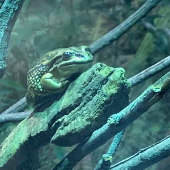 Sydney Wildlife World - Frog - Zoos Near Me - Darling Harbour, NSW