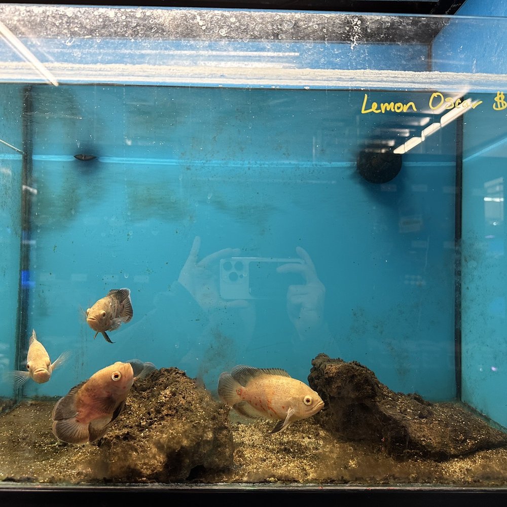 Super Pets - Oscars - Pet Stores Near Me - Temple City, California Super Pets - Oscars - Pet Stores Near Me - Temple City, California