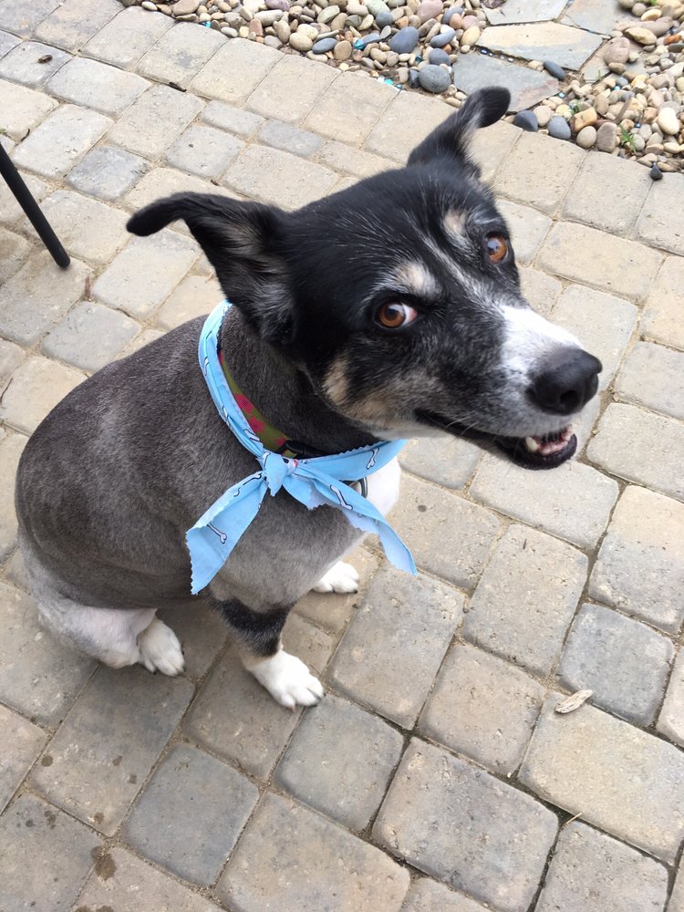 LAUREL OAK FARM DOG KENNEL Updated September 2024 12 Reviews