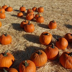 Larry's Produce