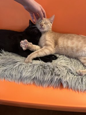 Mac Tabby Cat Cafe - Concord by null