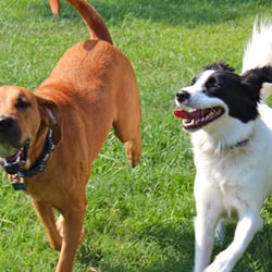 Naughty Dog Training and Boarding