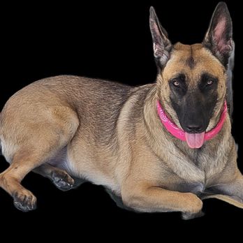 Balanced Pups - Pet Training Near Me Balanced Pups - Pet Training Near Me