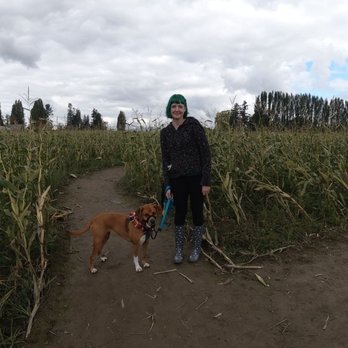 Gordon Skagit Farms - Corn maze - Fruits & Veggies Near Me - Mount Vernon, Washington Gordon Skagit Farms - Corn maze - Fruits & Veggies Near Me - Mount Vernon, Washington