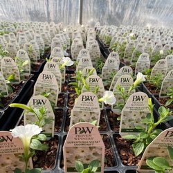 Buds N Blossoms Nursery - Green house plugs