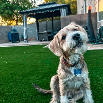 Wiggles And Wags Pet resort - Pet Groomers Near Me - Tempe, Arizona Wiggles And Wags Pet resort - Pet Groomers Near Me - Tempe, Arizona