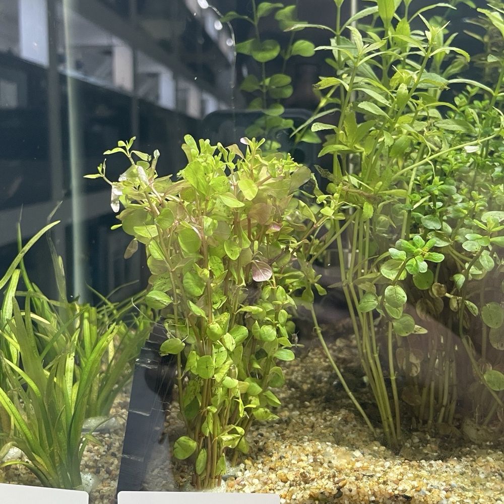 Neptune Aquatics - Rotala Ceylon - Aquarium Services Near Me - San Jose, California Neptune Aquatics - Rotala Ceylon - Aquarium Services Near Me - San Jose, California