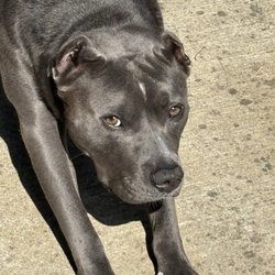 Collierville Animal Shelter