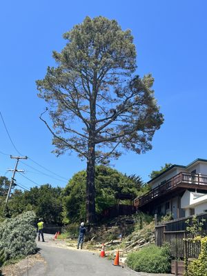 Tree Services - Call now for your tree service needs and landscaping needs Tree Services - Call now for your tree service needs and landscaping needs