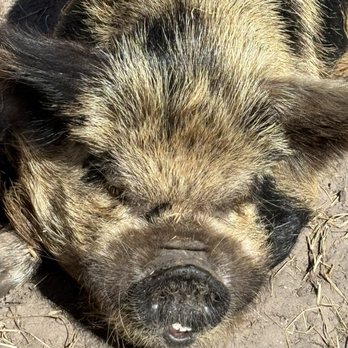 River Ranch RV Resort - Pig very happily sunning - Resorts Near Me - River Ranch, Florida
