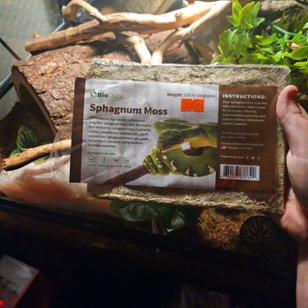 Predator and Prey Exotics - Spagnum Moss, recommended by Dayton at a reasonable price, to help with humidity levels - Pet Stores Near Me - Albuquerque, New Mexico Predator and Prey Exotics - Spagnum Moss, recommended by Dayton at a reasonable price, to help with humidity levels - Pet Stores Near Me - Albuquerque, New Mexico