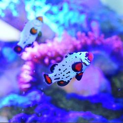 Woofs & Waves Pet & Aquarium Supply Store