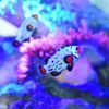 Woofs & Waves Pet & Aquarium Supply Store gift card